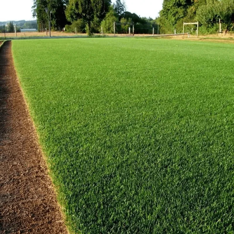 Beginner’s Guide: How to Grow a Lush Evergreen Lawn with Dwarf Grass Seed