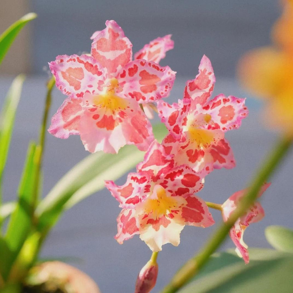 🌸Orquídea de leopardo con gemas - Bella y única
