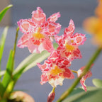 🌸Orquídea de leopardo con gemas - Bella y única