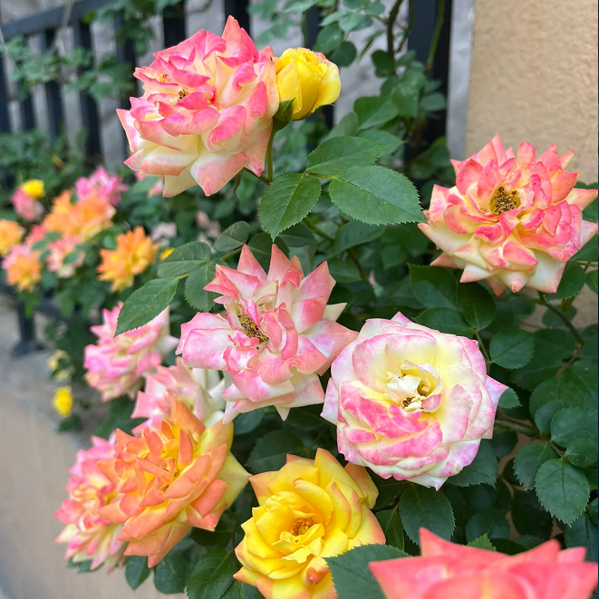 Climbing Rainbow Rose Seeds