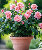 Pink Sunset Roses Seeds