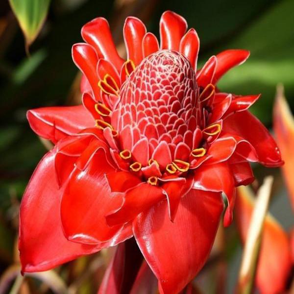Jengibre antorcha - Etlingera elatior - Especie rara