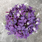 💜Bulbos de trébol de la suerte morado