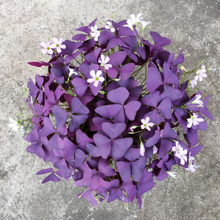 💜Bulbos de trébol de la suerte morado