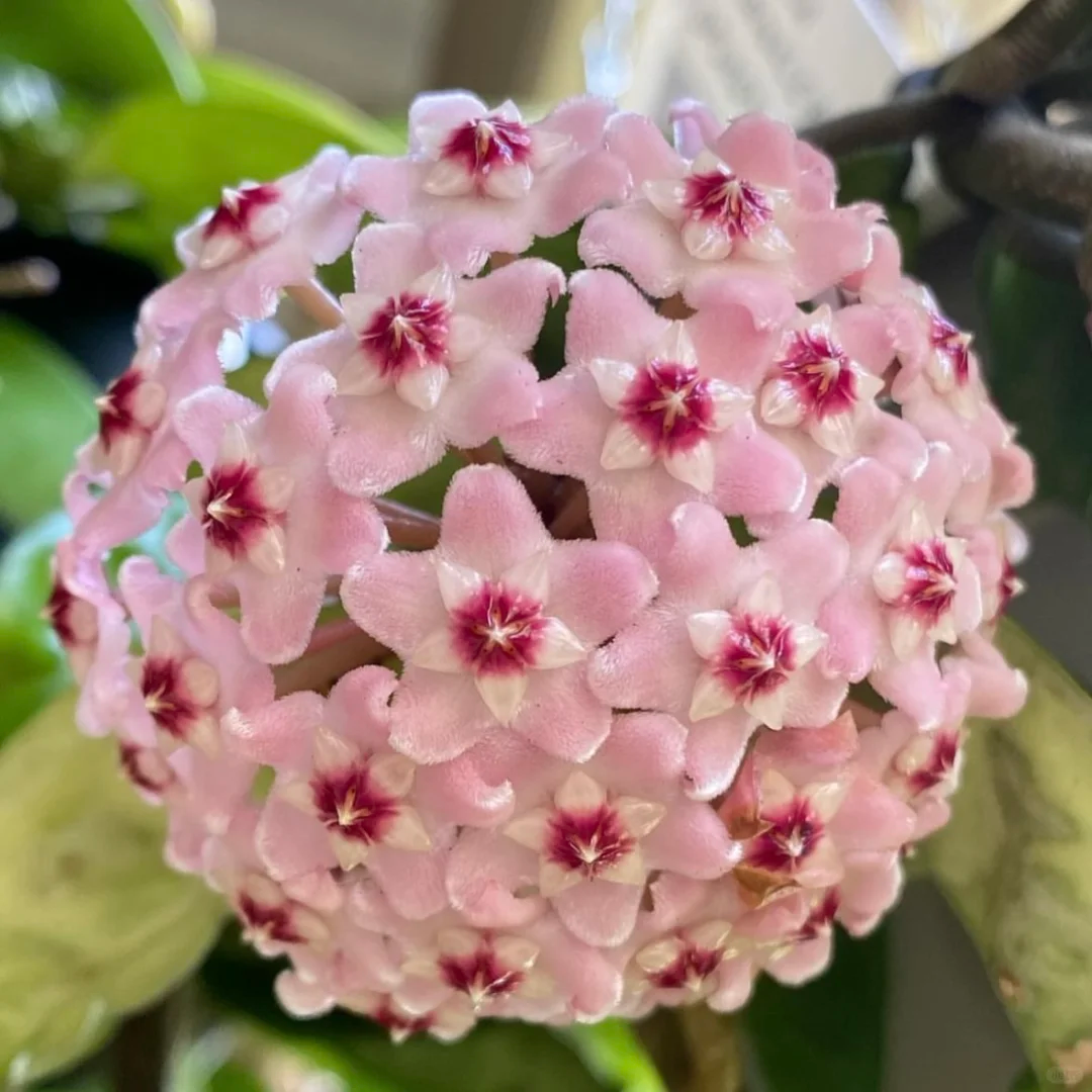 ⭐️Semillas de flores Hoya Carnosa | Bola de flores en forma de estrella