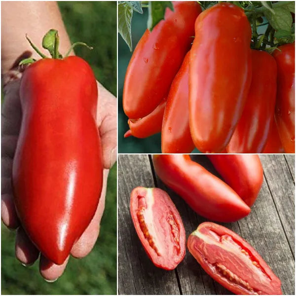 Semillas de tomate plátano rojo no transgénico