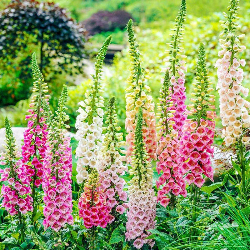 ✨🧑‍🌾Novedades para el jardín de primavera💐Mezcla de delfinio, digital y lupino