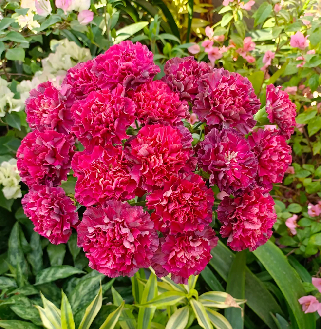 Semillas de Clavel Multicolor