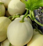 Semillas de melón perezosas