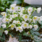 Eléboro nupcial, rosa de Navidad