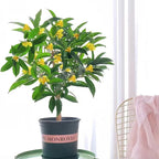 Four Seasons Osmanthus Tree Seeds