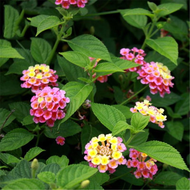 Egrow 30 unidades/paquete de semillas de lantana, semillas de flores de árbol Lantana Camara, semillas para jardín en casa