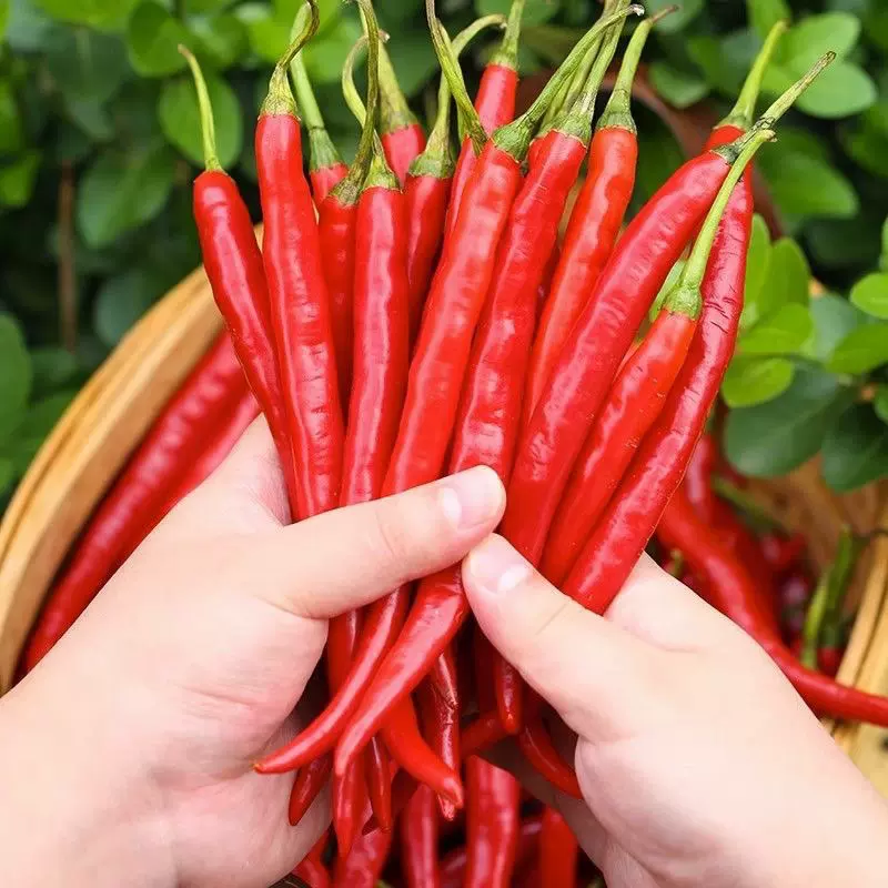 Beauty Pepper Seeds