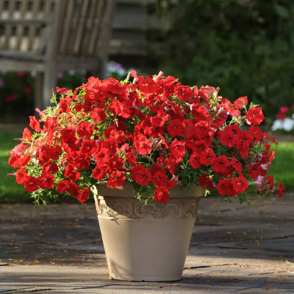 🌸Semillas de petunia