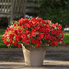 🌸Semillas de petunia