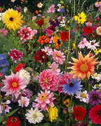 Semillas de Flores Perennes Mixtas-Más de 60 variedades mezcladas