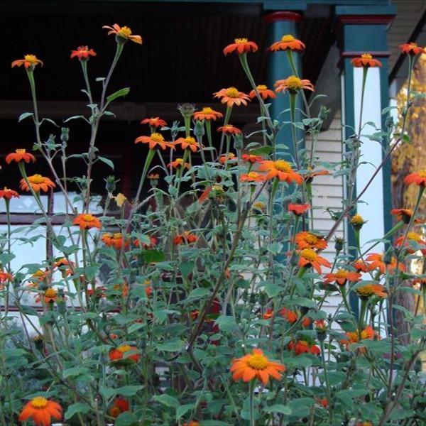Semillas de flor de Girasol Naranja, Tithonia Speciosa Goldfinger