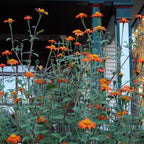 Semillas de flor de Girasol Naranja, Tithonia Speciosa Goldfinger