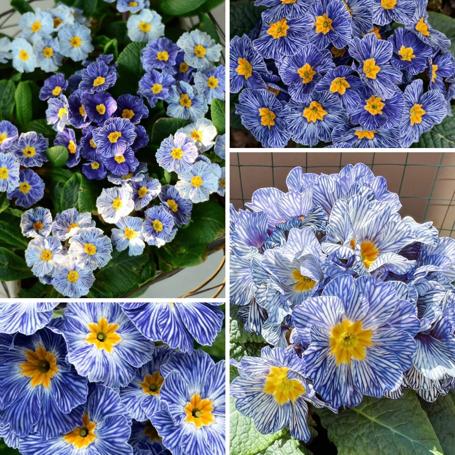 Semillas de prímula "Cebra Azul"