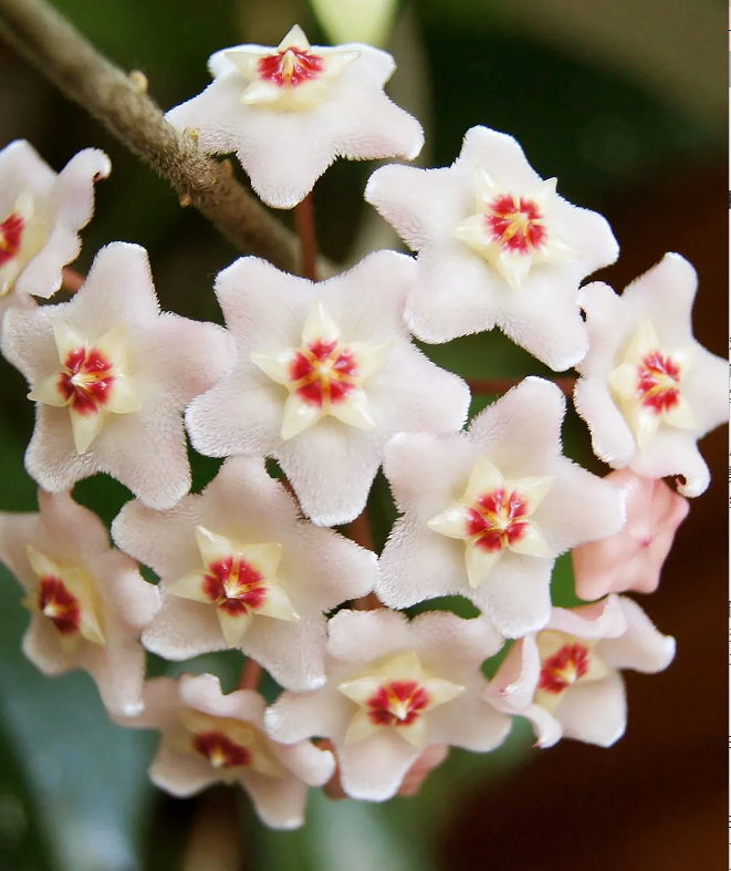 ⭐️Semillas de flores Hoya Carnosa | Bola de flores en forma de estrella