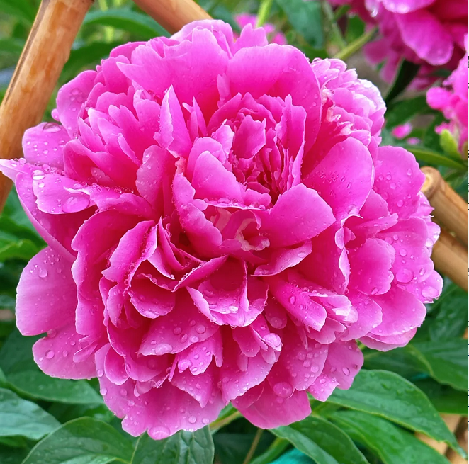 🌺Peonía doble multicolor: La impresionante flor del tiempo