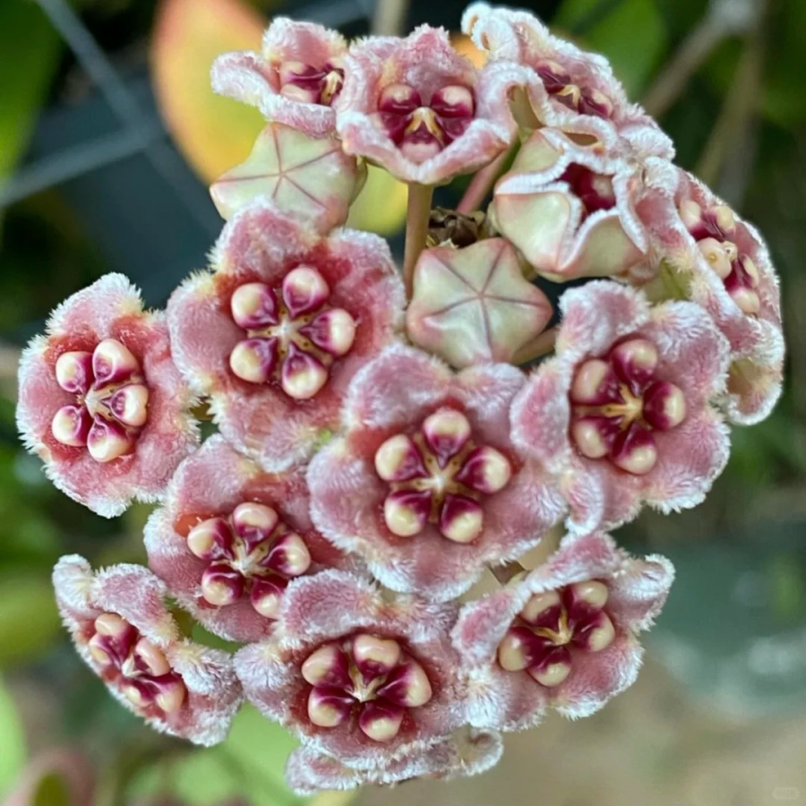 ⭐️Semillas de flores Hoya Carnosa | Bola de flores en forma de estrella