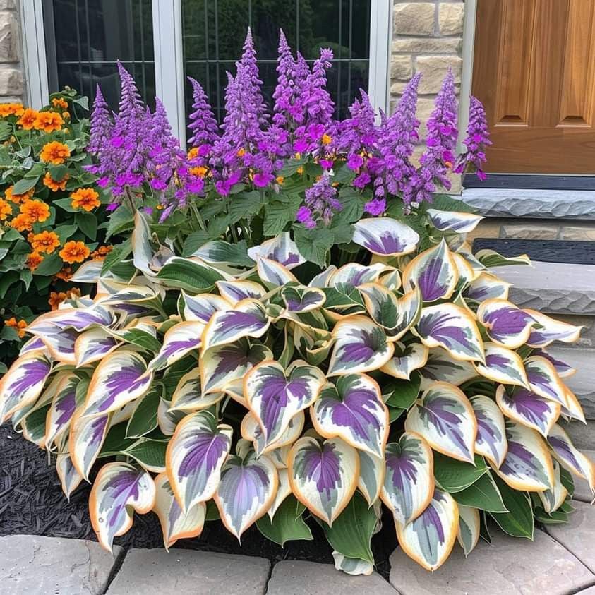 Hosta Magic 🌿Rare Hosta Seeds🌿