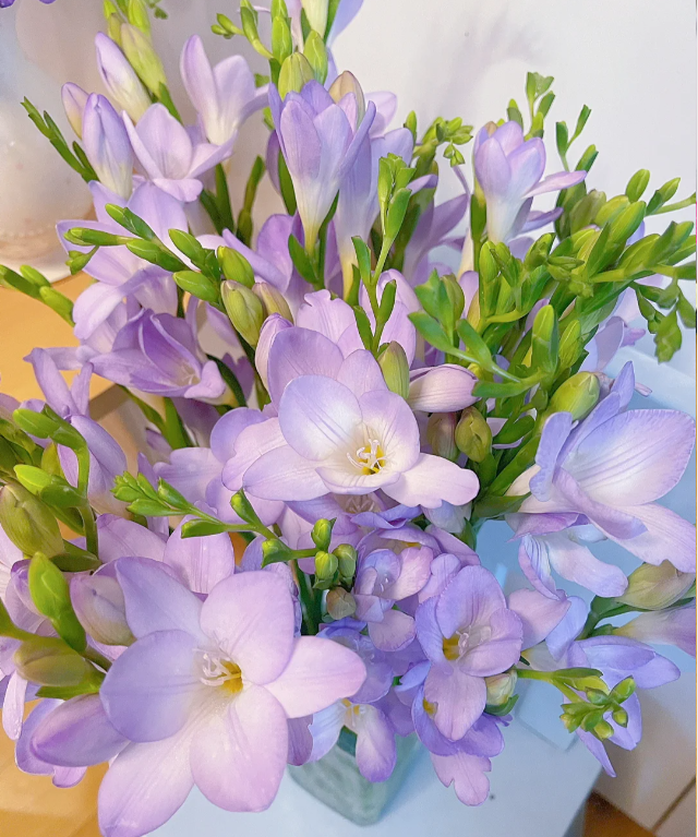 💐Bulbos de Fresia - La Felicidad Llega