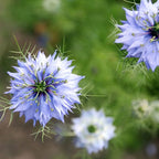 Semillas de Nigella