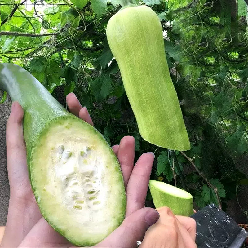 Cortar melón Sembrar semillas de melón