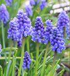 Semillas de Muscari