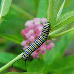 Mezcla de semillas de flores silvestres para mariposa monarca