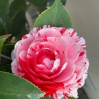 Camelia Roja de Cinco Colores