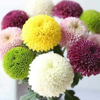 🏵️Semillas de Crisantemo Ping Pong Multicolor