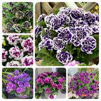 🌸Semillas de petunia doble raras