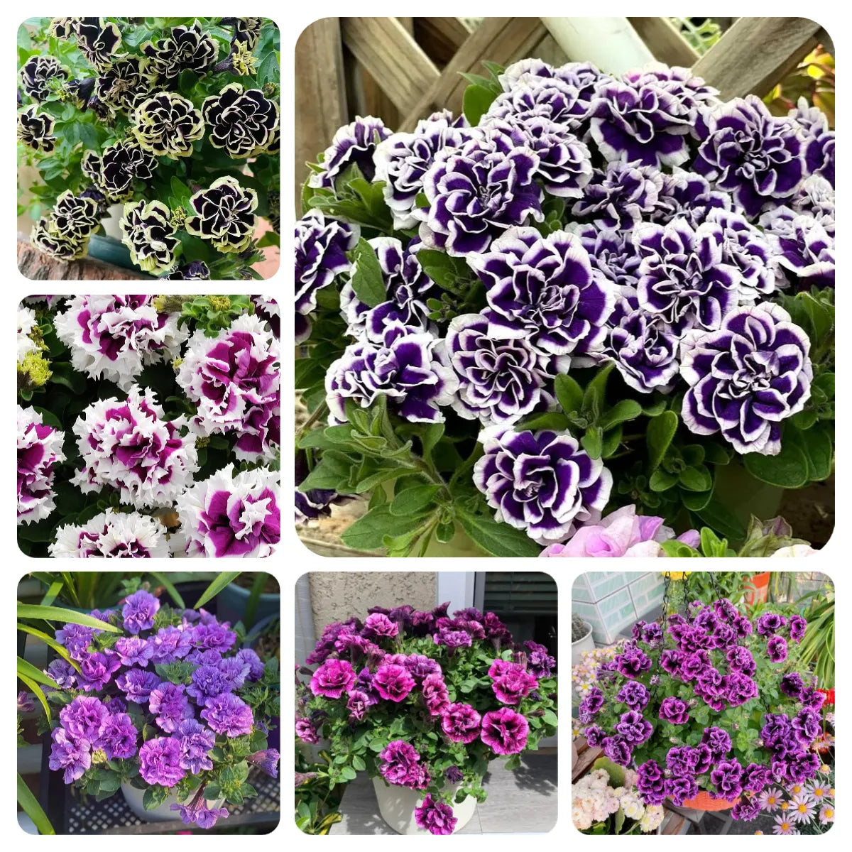 🌸Semillas de petunia doble raras