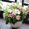 Semillas de flores de petunia fantasma blancas rosas escasas raras