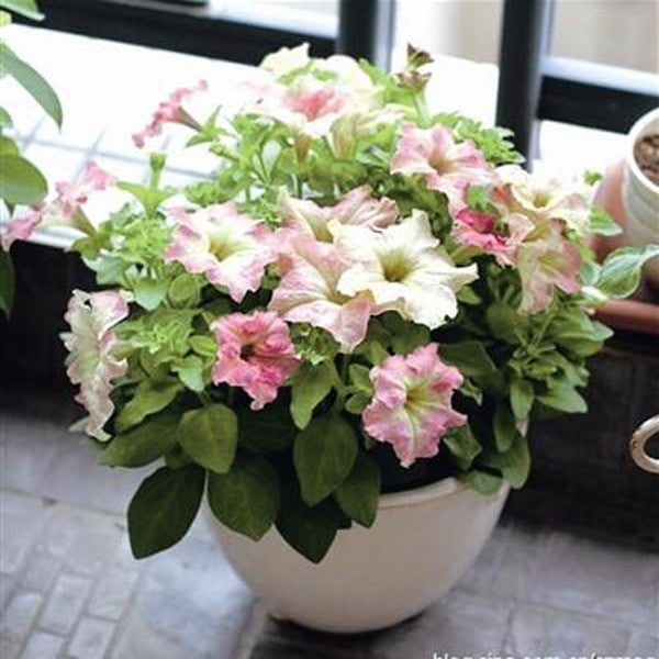 Semillas de flores de petunia fantasma blancas rosas escasas raras