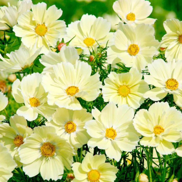 🌺Cosmos - Florecer Significa Felicidad y Suerte