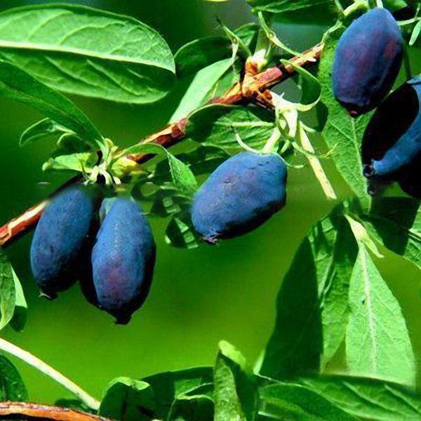Egrow 50 unidades, 100 unidades/paquete de semillas de fruta Lonicera Caerulea para jardín, plantas de miel y arándanos