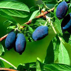 Egrow 50 unidades, 100 unidades/paquete de semillas de fruta Lonicera Caerulea para jardín, plantas de miel y arándanos