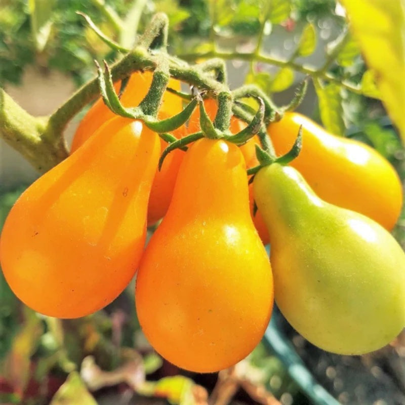 🔥50% de descuento🔥-Semillas de Tomate Pera Amarillo