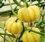 Semillas de calabaza raras y exóticas