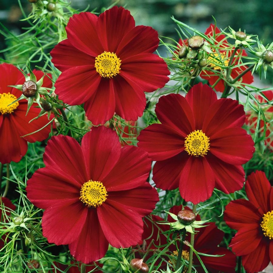 🌺Cosmos - Florecer Significa Felicidad y Suerte