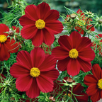 🌺Cosmos - Florecer Significa Felicidad y Suerte