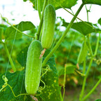 🥒 40% Off Climbing Cucumber Seeds – Grow Fresh & Save Big!