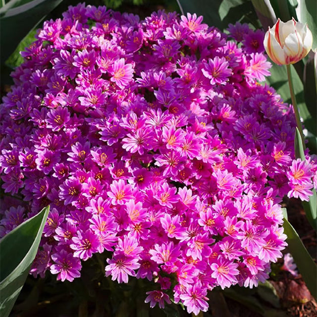 Semillas de flores de Lewisia Cotyledon