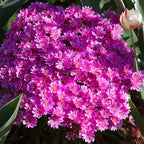 Semillas de flores de Lewisia Cotyledon