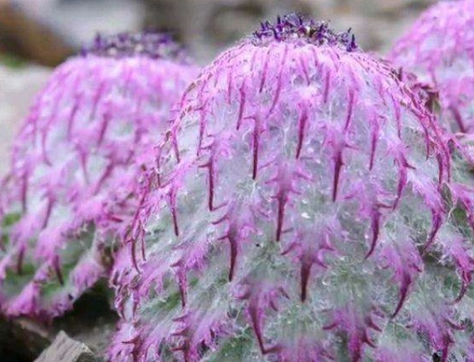 Saussurea medusa Maxim.