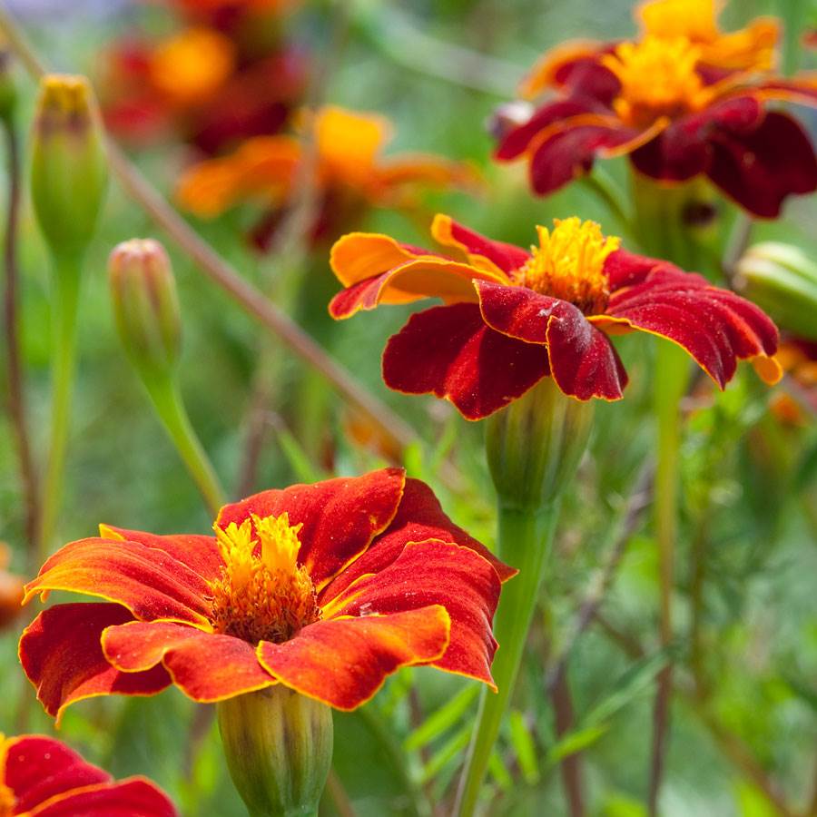 Semillas de Caléndula Linnaeus Burning Embers